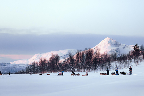 From Tromsø: Dog Sledding Experience with Transfer