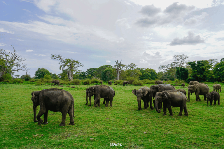 Kaudulla: tour di safari con gli elefanti al tramonto e visite alla fauna selvatica