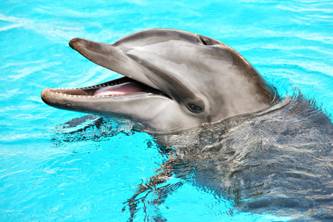 Isla Mujeres: Full Day at Dolphin Discovery Dolphin Royal Connection: Enjoy a VIP experience with two dolphins