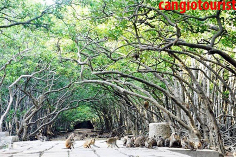 Tour di un giorno della Foresta delle Mangrovie e dell&#039;Isola delle Scimmie di Can Gio