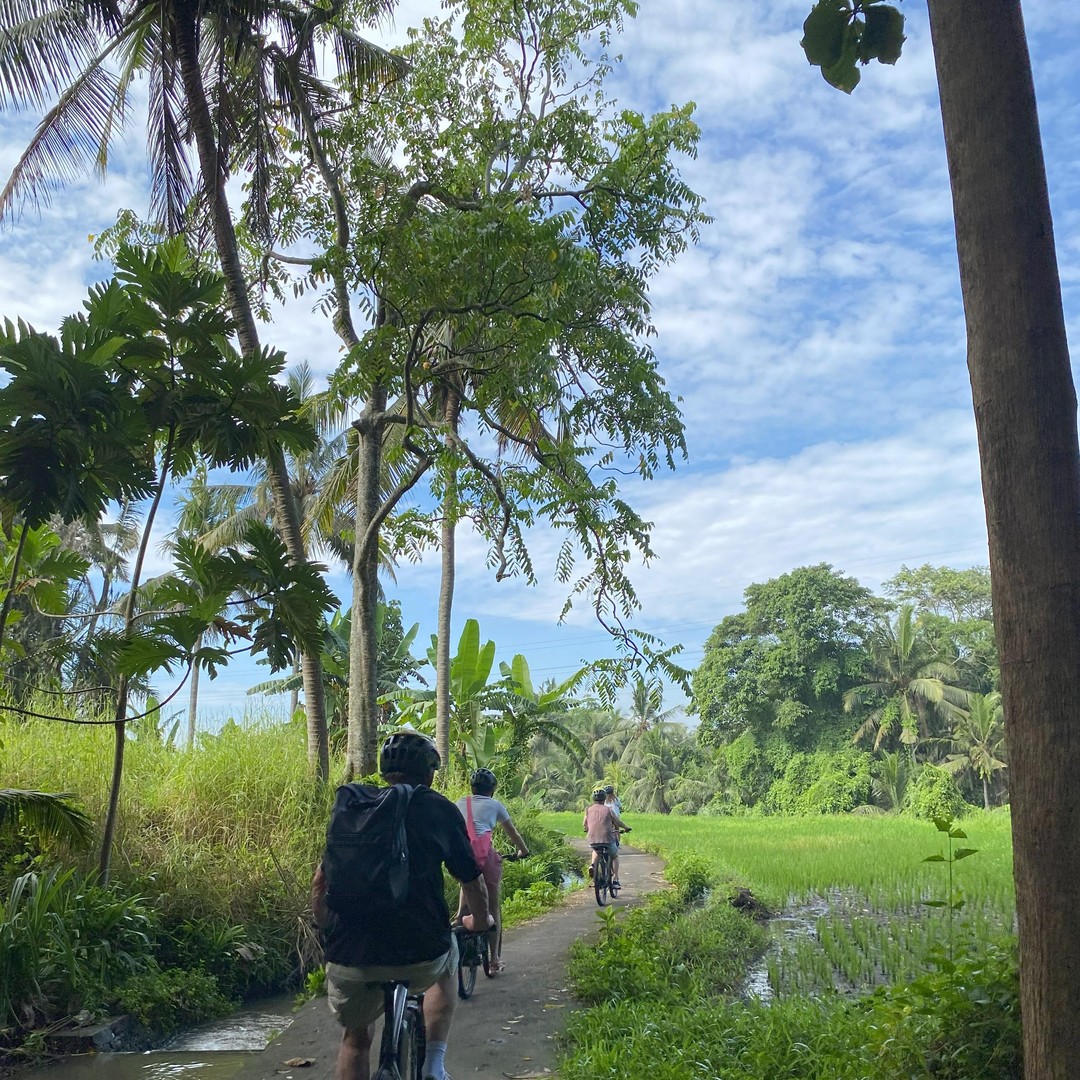 Mtb Rice Ubud: Downhill Bike Tour with Rice Fields, Volcano and Meal | GetYourGuide