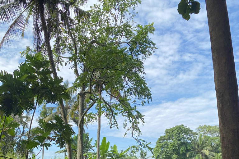 Ubud: Downhill-cykeltur med risfält, vulkan och måltidPrivat grupp