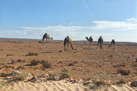 Djerba: Eine Nacht in Berberzelten.