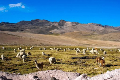 Chivay: Puno Journey with Andes, Wildlife & Lake Viewpoints