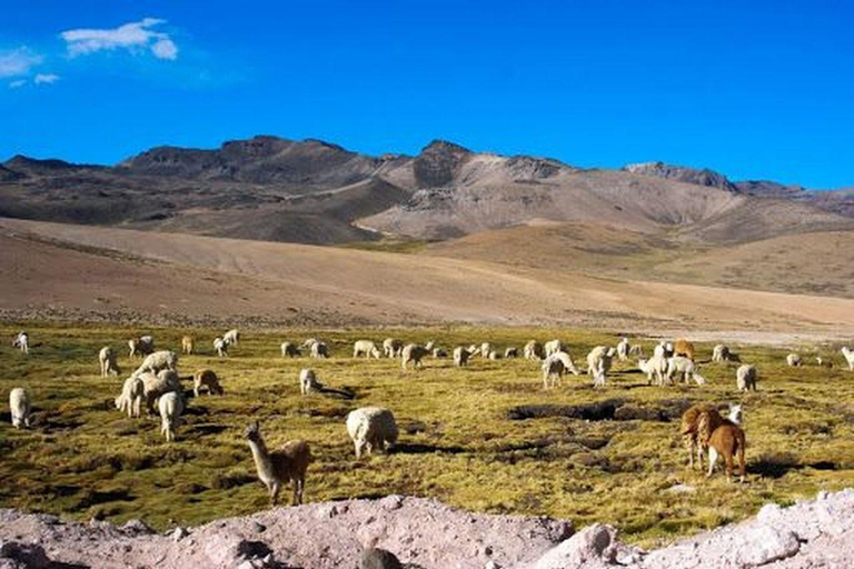 Chivay: Puno Journey with Andes, Wildlife & Lake Viewpoints