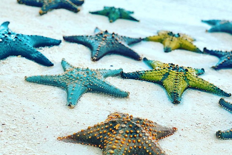 Starfish Tour, Blue Lagoon Snorkeling, The Rock, Paje Beach