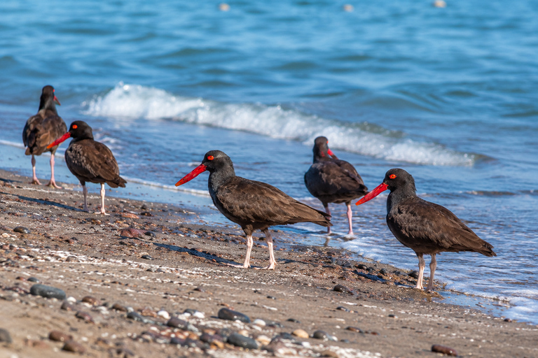 Paracas National Reserve Group Tour from Paracas