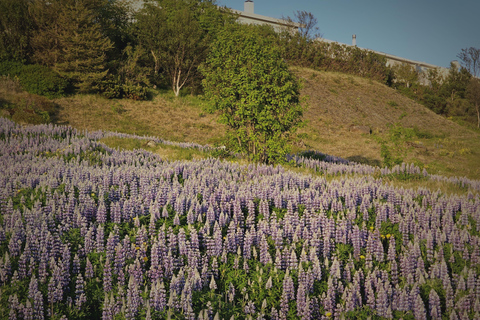 Private Tagestour an der Südküste mit GletscherwanderungPrivate Tagestour an die Südküste mit Gletscherwanderung