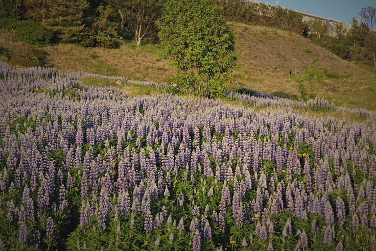 Private Tagestour an der Südküste mit GletscherwanderungPrivate Tagestour an die Südküste mit Gletscherwanderung