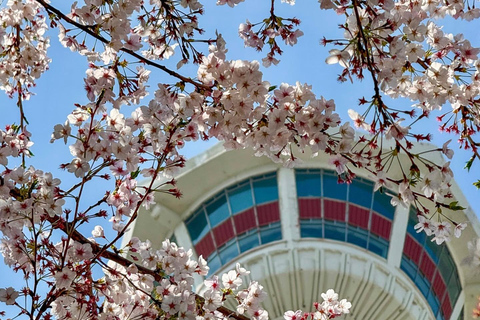 Busan: Small-Group Tour with Cable Car & Busan Tower Entry