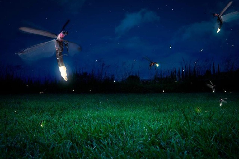 Bangkok to DuBua Café & Amphawa Private Day Trip