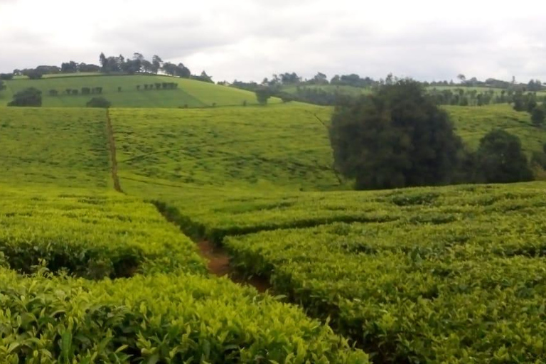 Excursão a uma fazenda de chá saindo de Nairóbi (Kiambethu)