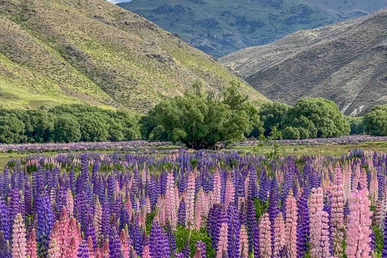 Queenstown till Mt Cook guidad tur med övernattning