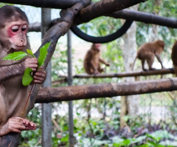Avventura nella giungla e nella fauna selvatica - 01 giorno a Phong Nha