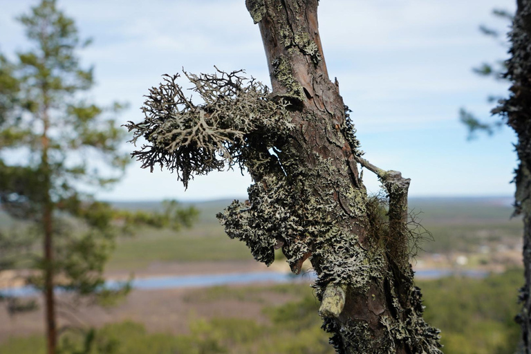 Rovaniemi: Övertorneå e a colina Aavasaksa. História e natureza