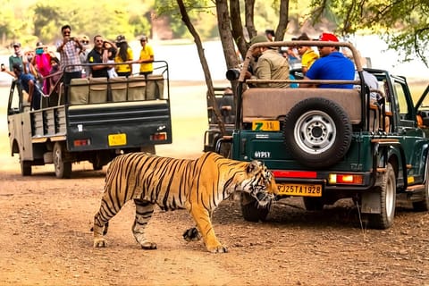 Ranthambore Tiger Safari Day Trip with Fort Tour & Lunch
