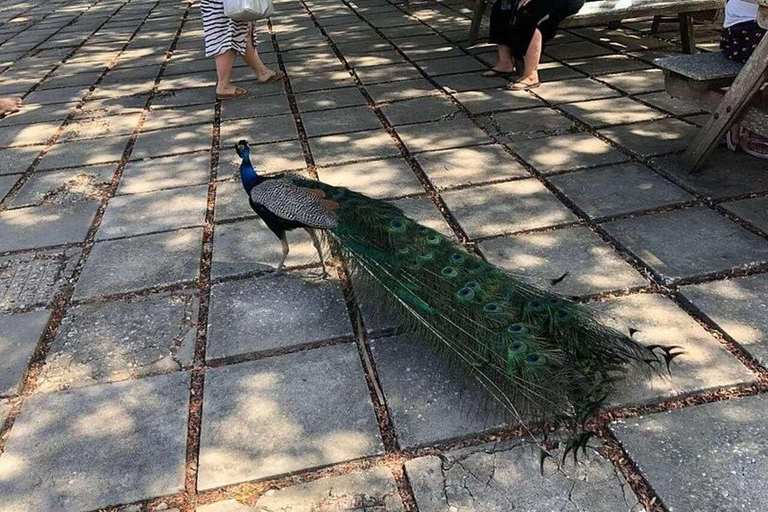 ZANZÍBAR: isla de la Prisión, natación en cuevas y Laguna Azul