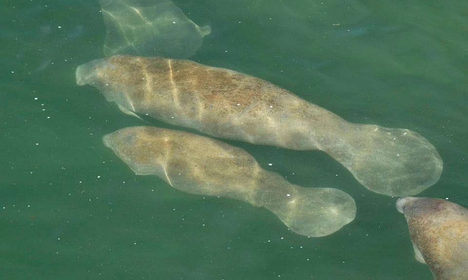 Bradenton, Anna Maria Island Guided Kayaking Manatee Tour - Housity