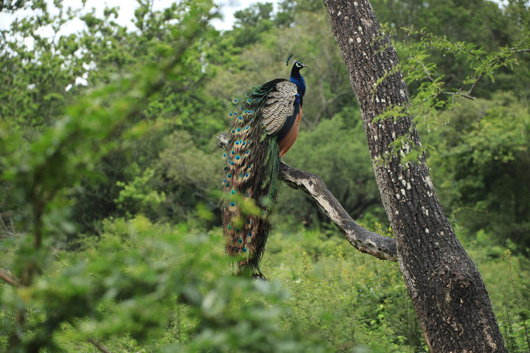 From Sigiriya: Sigiriya Rock + Minneriya NP Safari (Luxury)