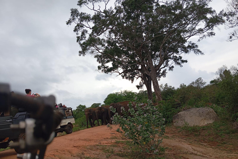 Desde Dambulla/Sigiriya/: Safari de 4 h por el Parque Nacional de Minneriya