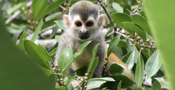 Manuel Antonio Park Guided Tour - Admission Ticket Included