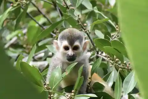 Quepos: Manuel Antonio Park Nature Guided Tour