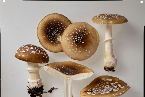 ETH Zurich Tour: Trace Search