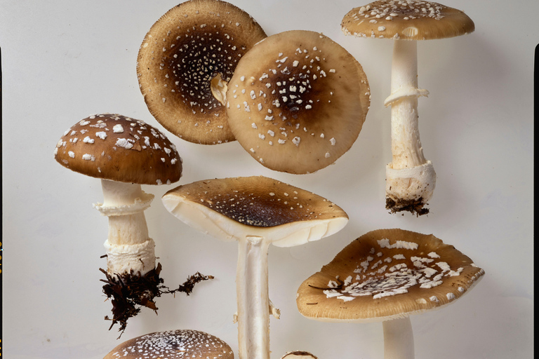 ETH Zurich Tour: Trace Search