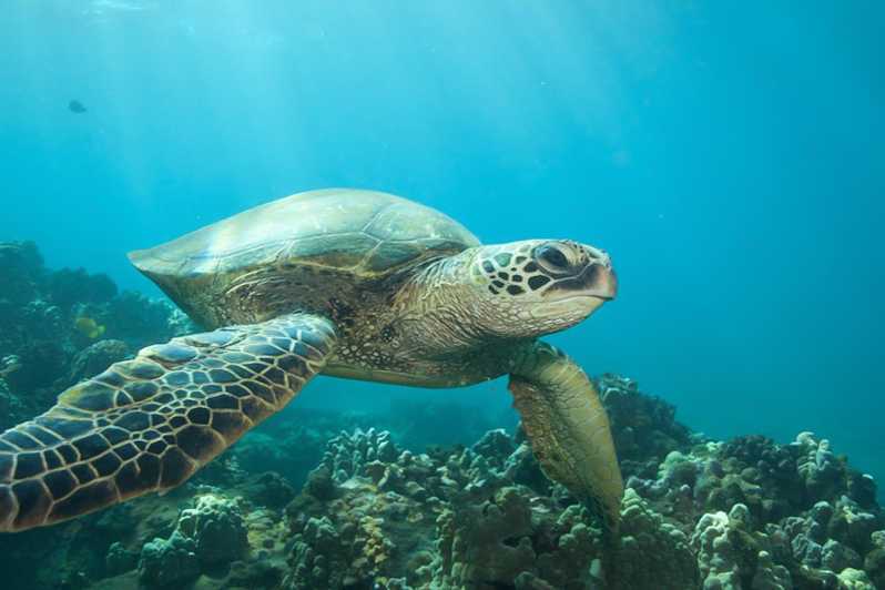 Hilo: Sea Turtle Lagoon and Black Sand Beach Snorkel
