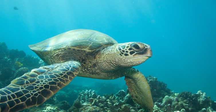 Hilo: Λιμνοθάλασσα θαλάσσιων χελωνών και παραλία μαύρης άμμου με αναπνευστήρα