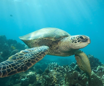 Hilo: Laguna delle tartarughe marine e Snorkeling della spiaggia di sabbia nera