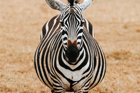 From Arusha: 6-Day Tanzania Magic Safari