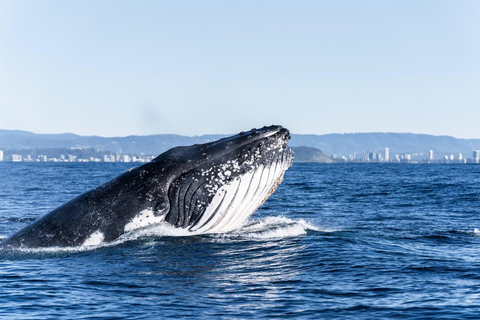 Gold Coast: Whales, Dolphins & Snorkelling with Turtles