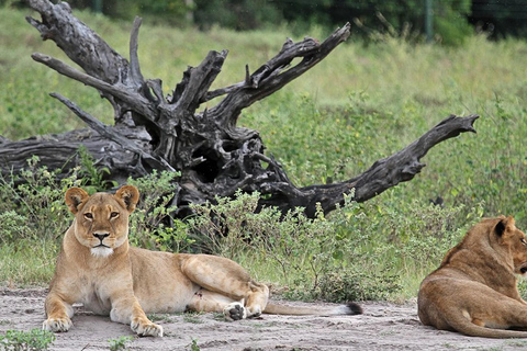 Chobe National Park Day Safari from Victoria Falls