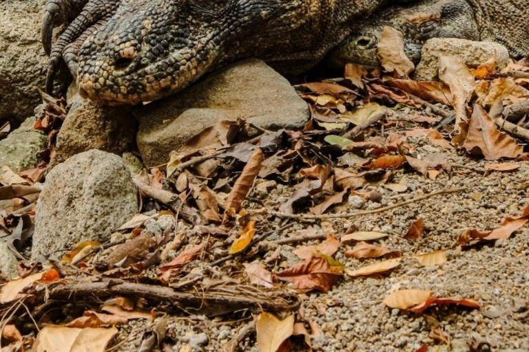 Labuan Bajo: 6 Island Komodo Speedboat Day Trip & Snorkeling