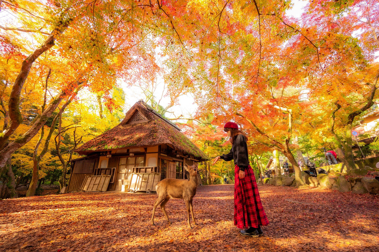 Osaka: Nara, Akame 48 Waterfalls & Tanzan Shrine Tour Shared Tour, Meet at Tsurutontan Soemoncho