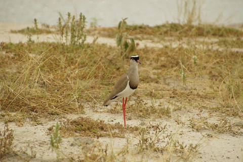 Dagstur till Tarangire nationalpark Safari - Arusha