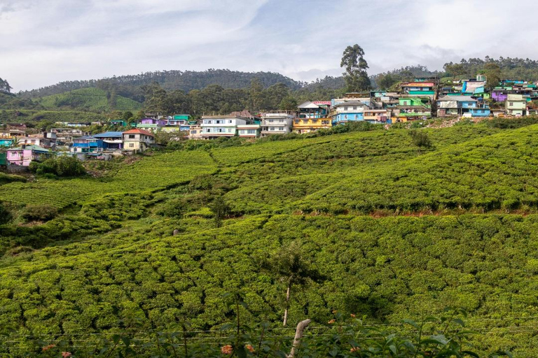 Kochi: 3-Day Kerala Tour with Munnar and Alleppey Cruise