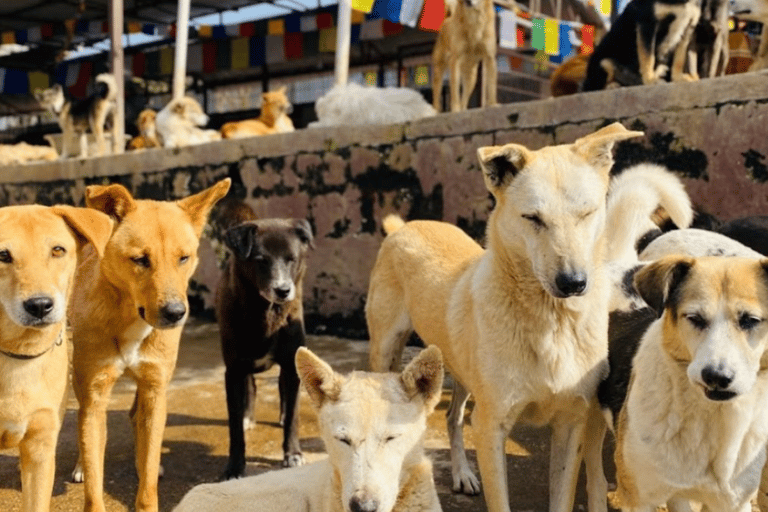 Kathmandu: Guided Hiking Experience with Rescue Dogs