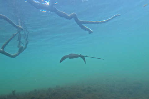 Explore the Cabo Rosa Tunnels on Isabela: snorkeling, wildlife and scenery