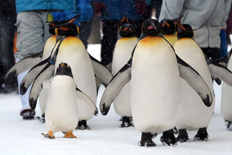 Asahiyama Adventure: Zoo+Waterfalls & Blue Pond Day Tour Meet at Exit 31 of Odori Park Subway Station