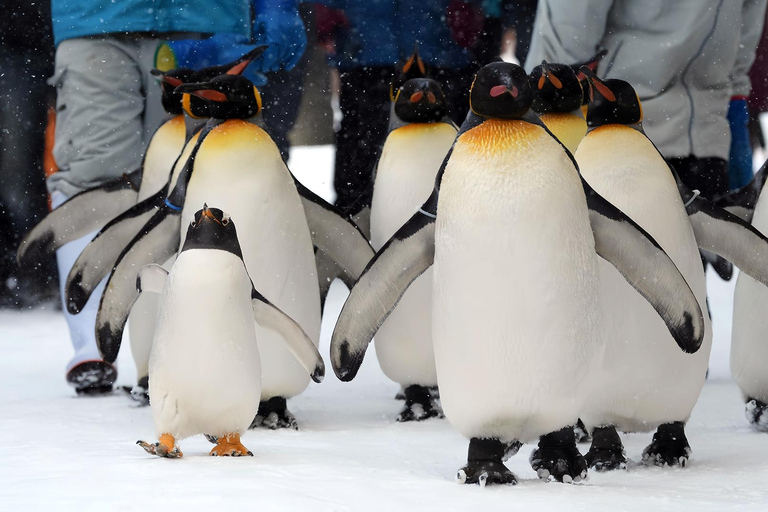 Asahiyama Adventure: Zoo+Waterfalls & Blue Pond Day Tour Meet at Exit 31 of Odori Park Subway Station