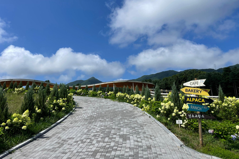 Gyeonggi: Alpaca & Sheep Ranch Admission Ticket in Gapyeong