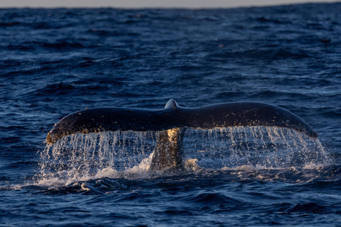 Sydney: Sunset Whale Watching Cruise - Whales Guaranteed! Sydney: Whale Watching Adventure Cruise - Whales Guaranteed