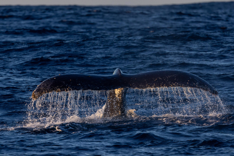Sydney: Sunset Whale Watching Cruise - Whales Guaranteed! Sydney: Whale Watching Adventure Cruise - Whales Guaranteed