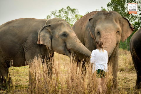 Bangkok: Pattaya Elephant Jungle Sanctuary halvdagsturTur med privat transfer