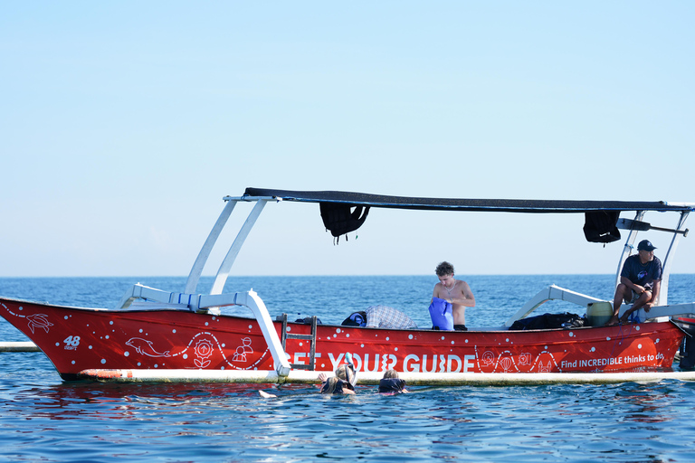 North Bali: Dolphin Swim, Snorkeling, & Waterfall Cliff Jump Small Group With Hotel Transfer Central Bali