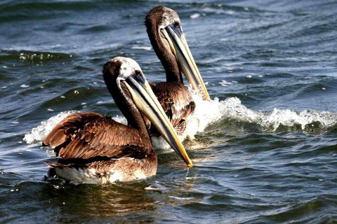 Full Day Paracas Ballestas Islands, City Tour Ica Tubular