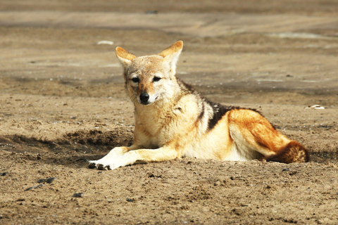 Walvis Bay: Sandwich Harbour & Pelican Point Day Trip
