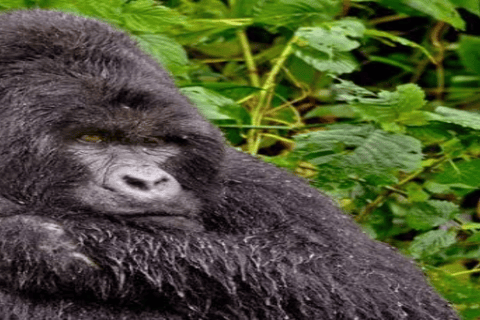 Uganda: 4-Day Double Mountain Gorilla Trekking Safari Uganda: 4-Day Double Mountain Gorilla Trekking Safari